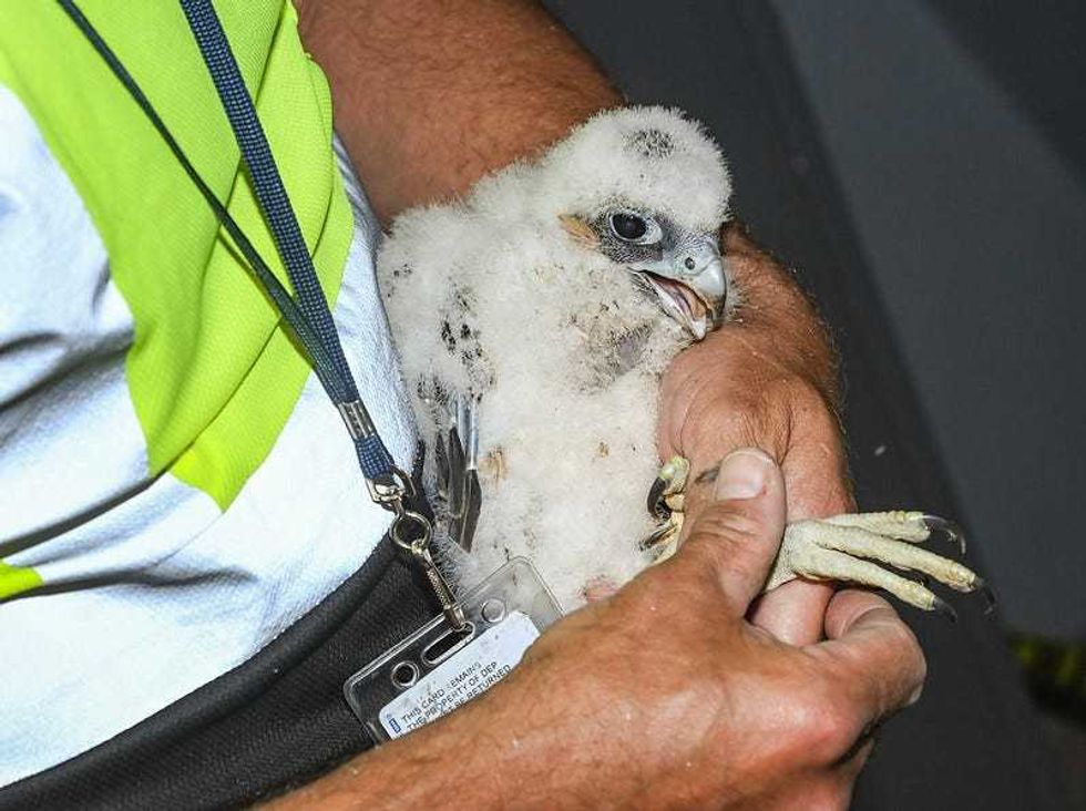 Banding the falcon chick