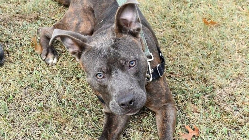 Bandit @ Austin Humane Society 11/19/24