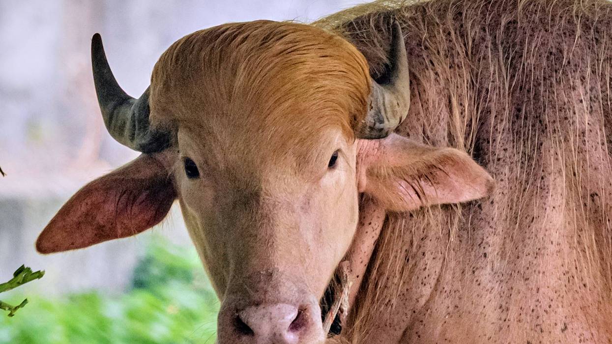 Bangladesh Buffalo Trump