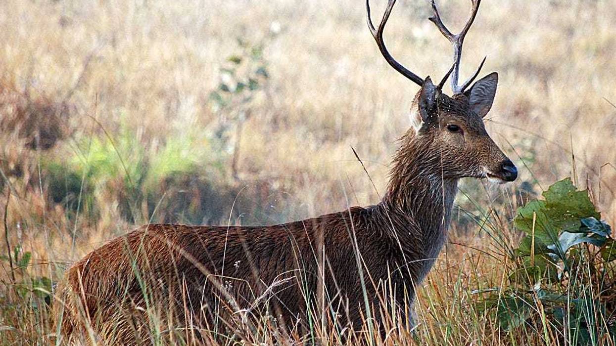 Barasingha
