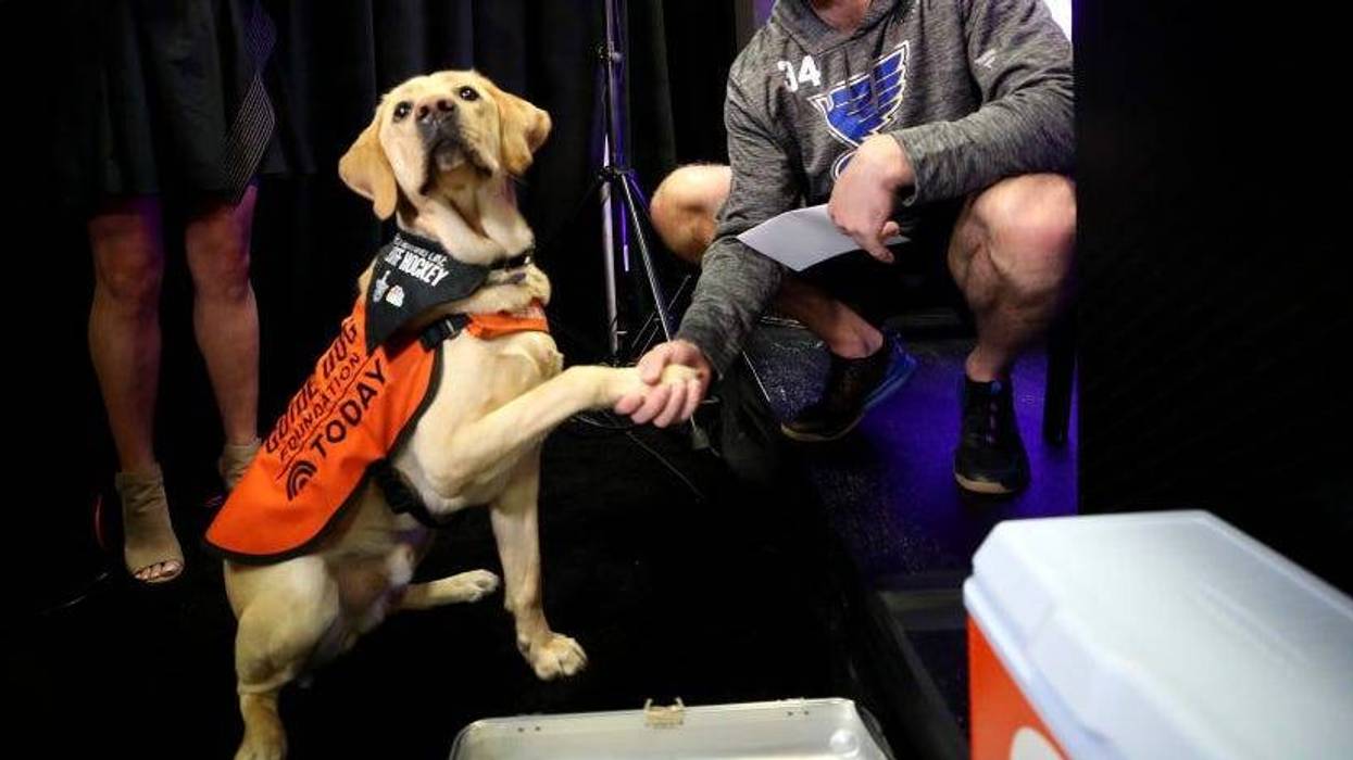 Barclay, blues, dog