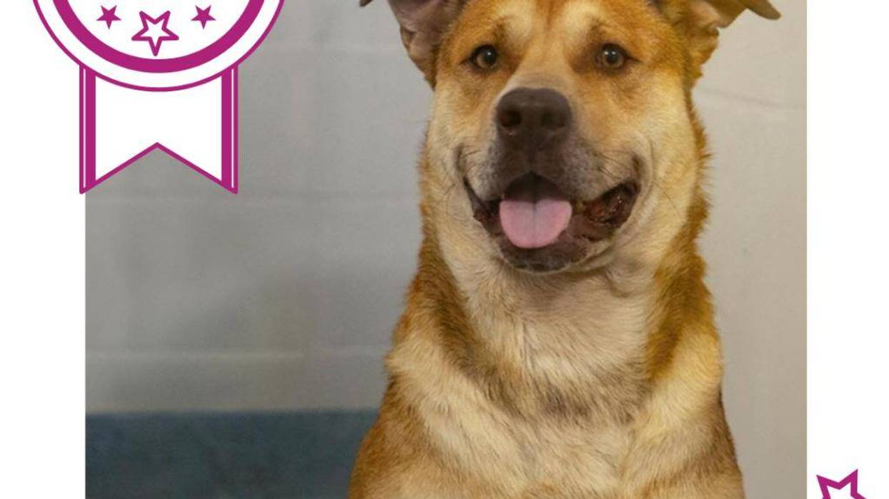 Bark Twain at HSNCFL