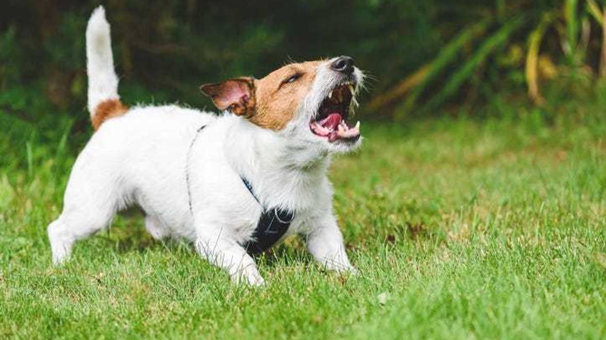Barking