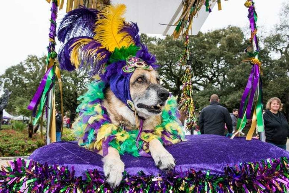 Barkus