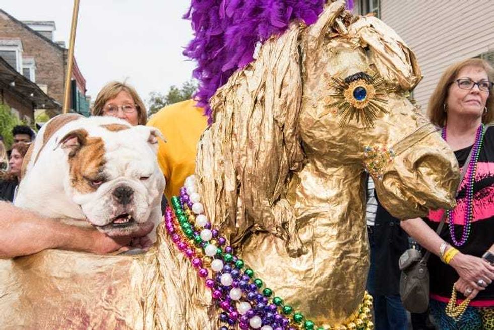Barkus