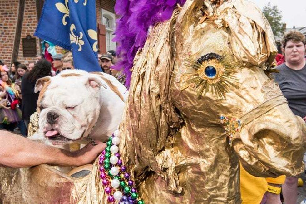 barkus