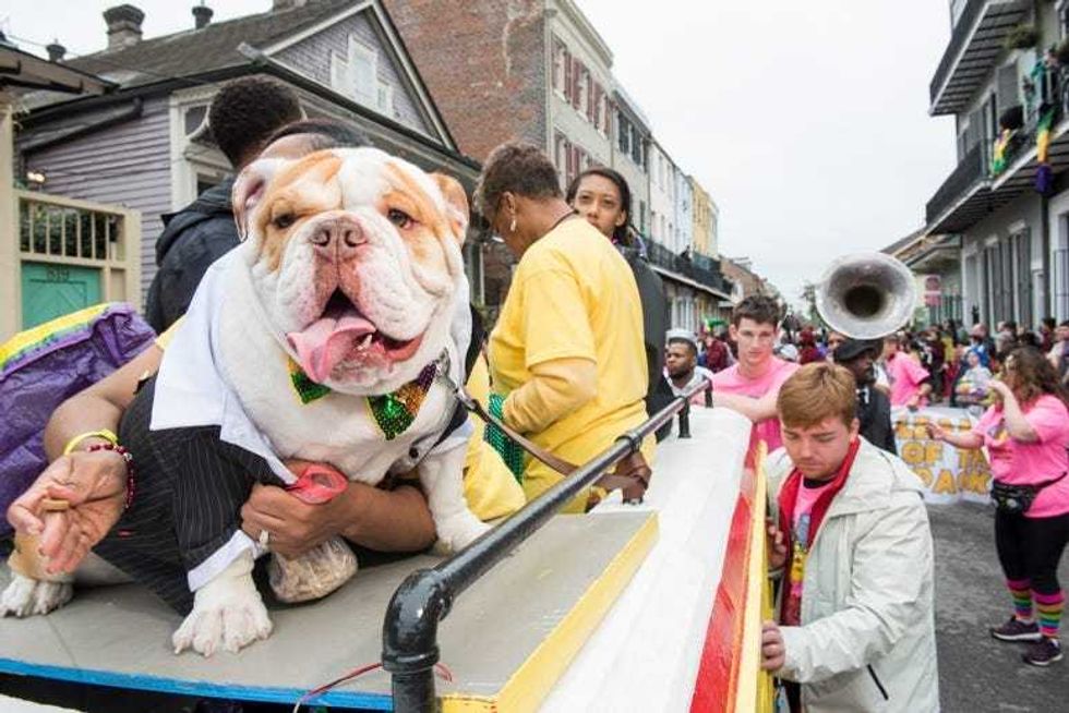 barkus