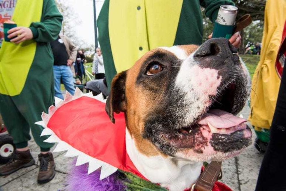 barkus