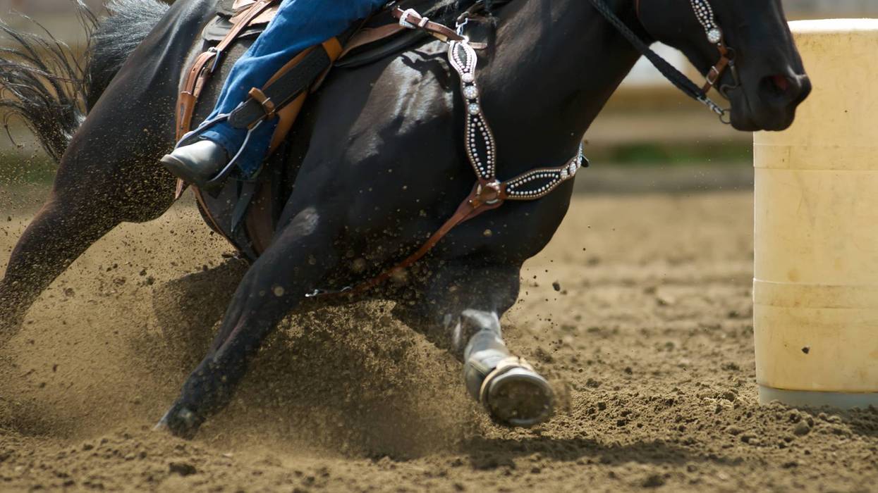 Teenager arrested for stabbing multiple horses at South Point