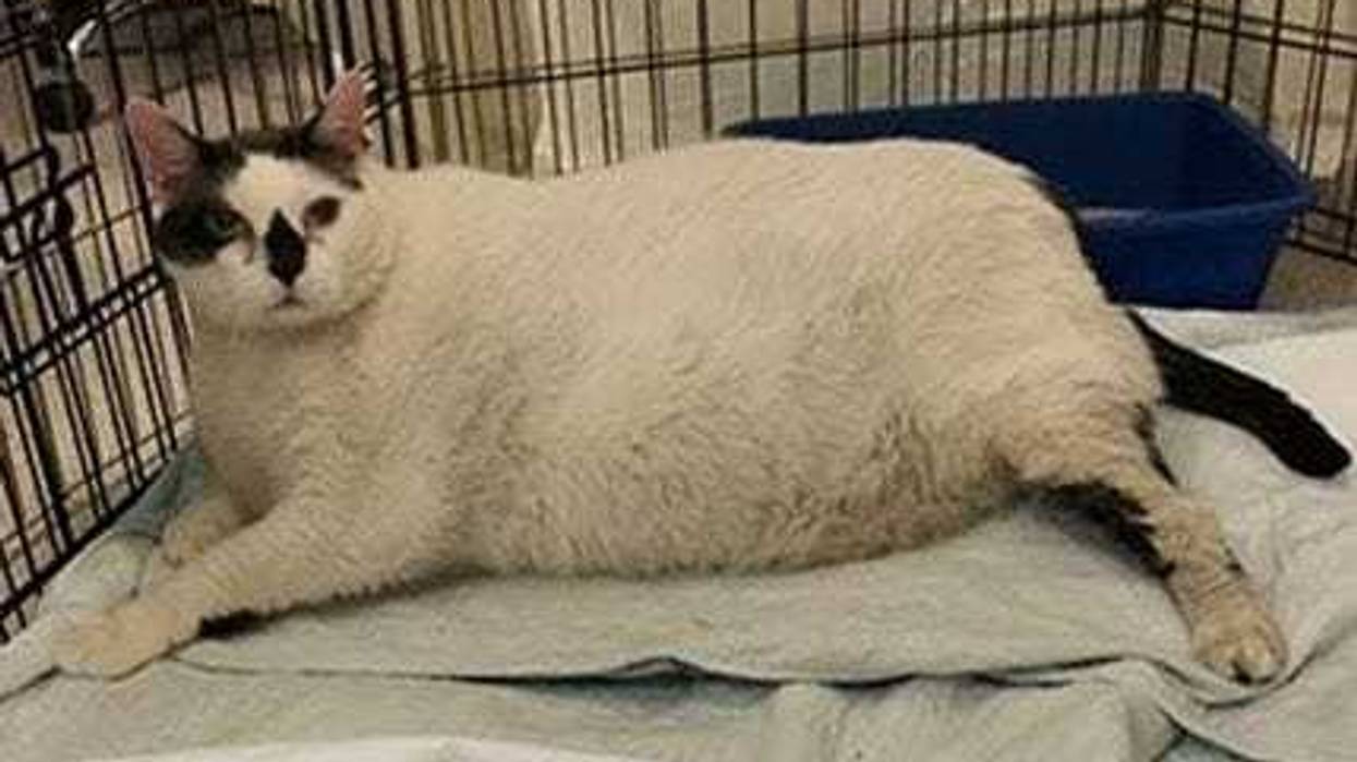 Barsik the rescue cat is going on a diet.