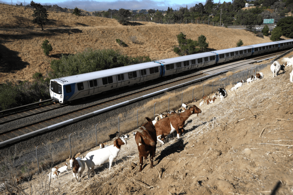 BART has been using goats to clear dry hillsides on their property for about five years.