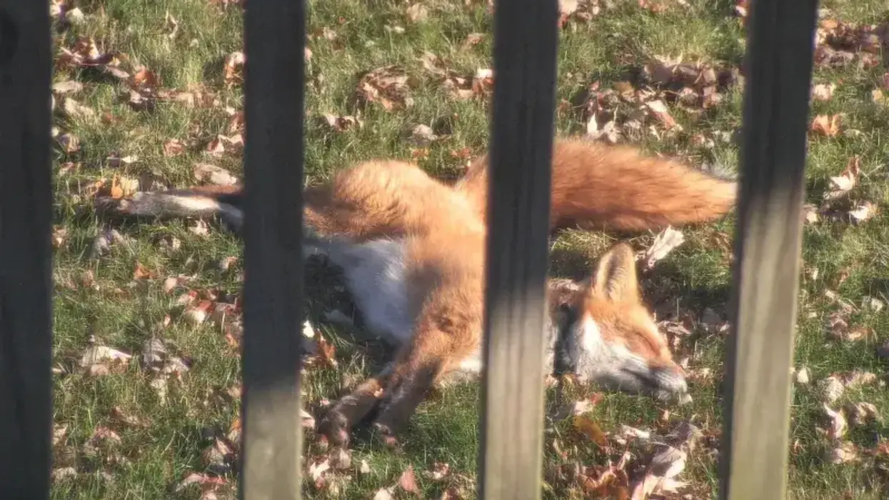 Bartlett fox