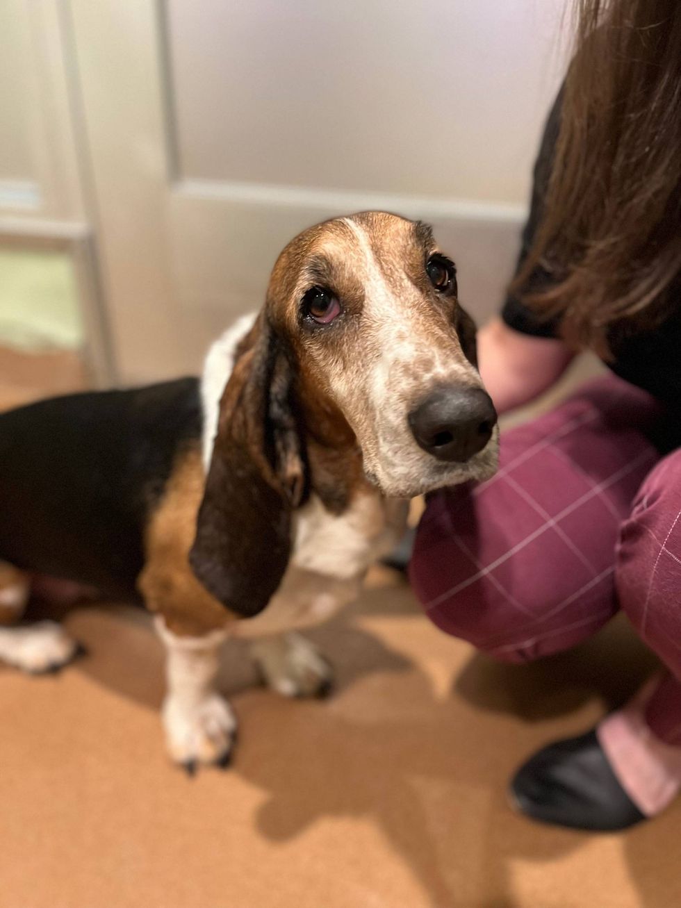 basset hound dog adoption