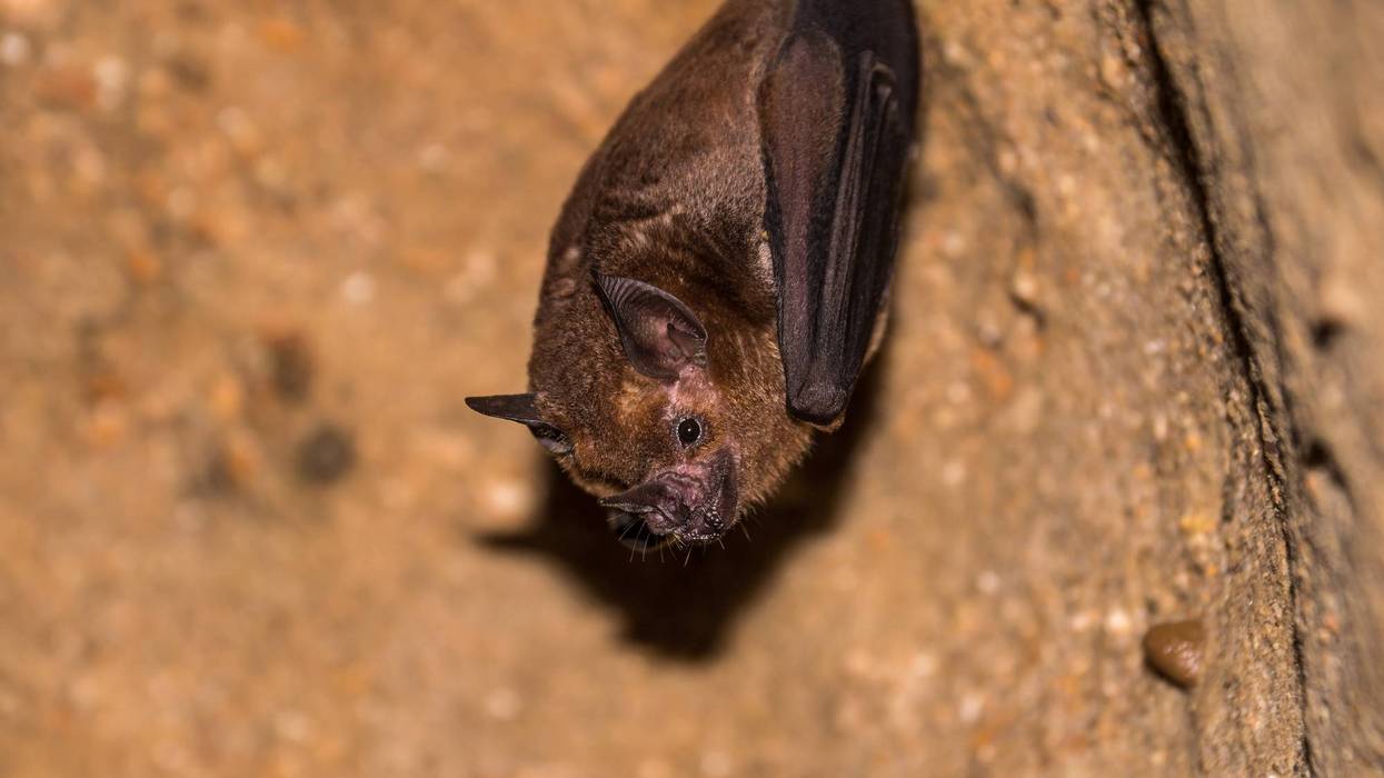 Bat hanging from the ceiling of a dark cave
