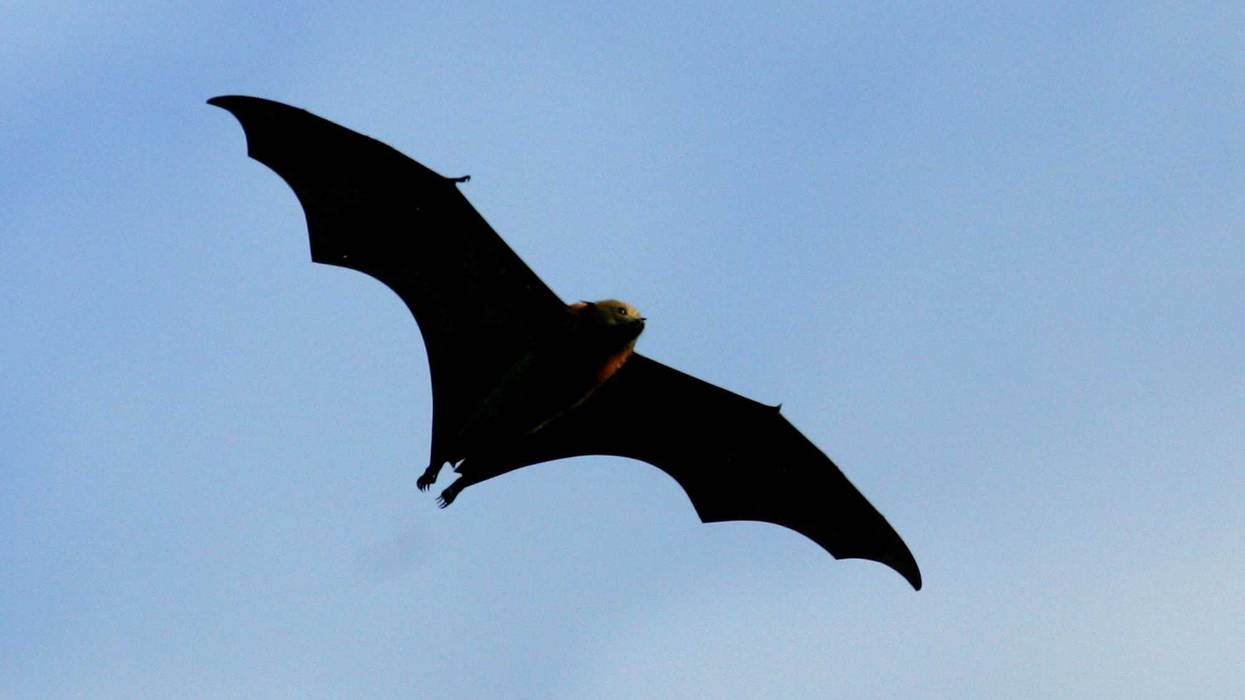 Bat infestation troubles SW Indiana county's offices
