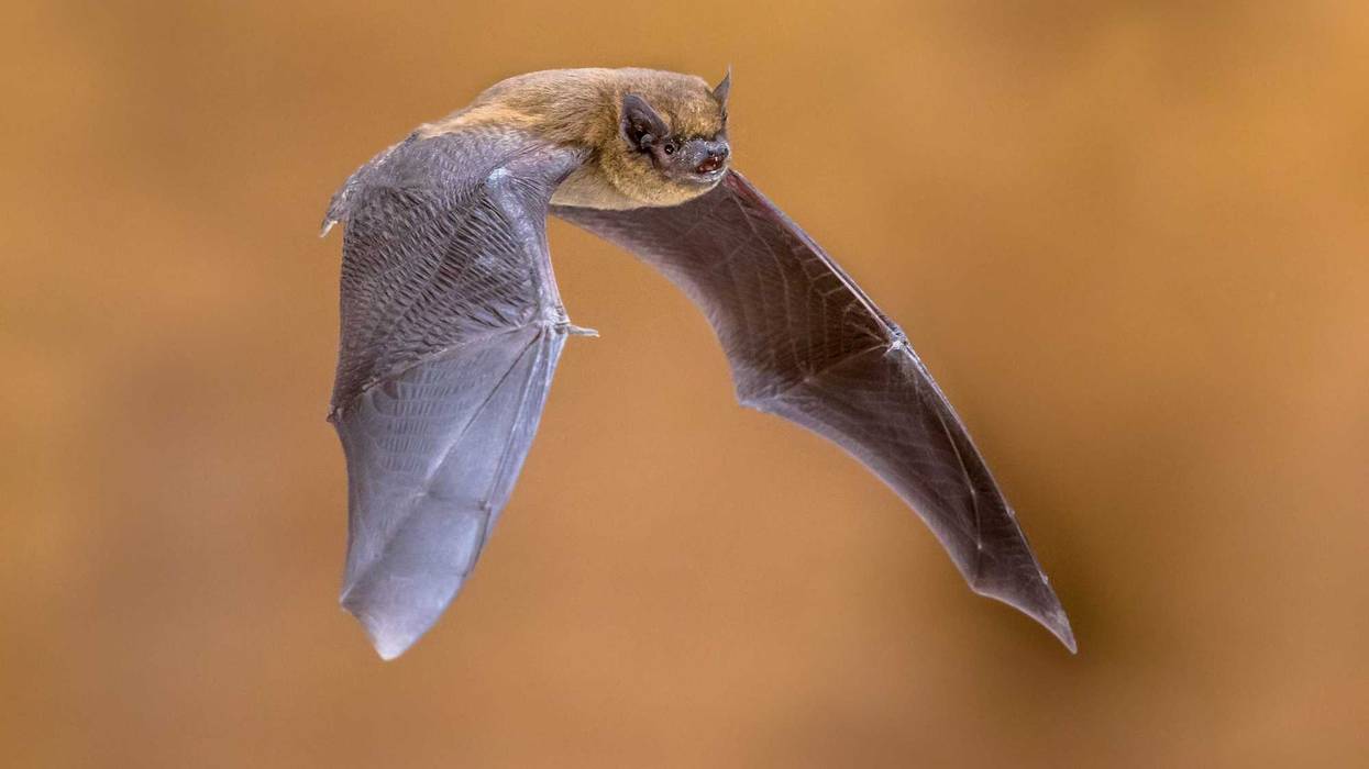 bat