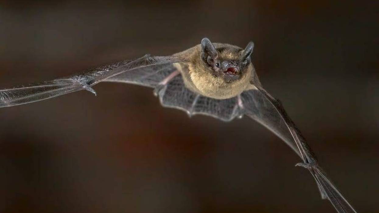 bat
