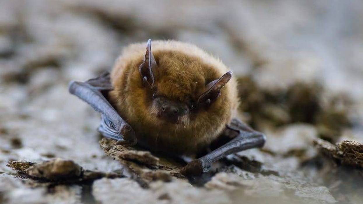Bat