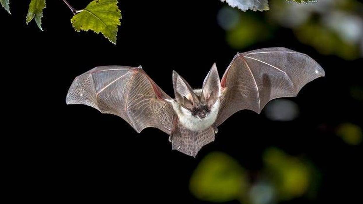 bat