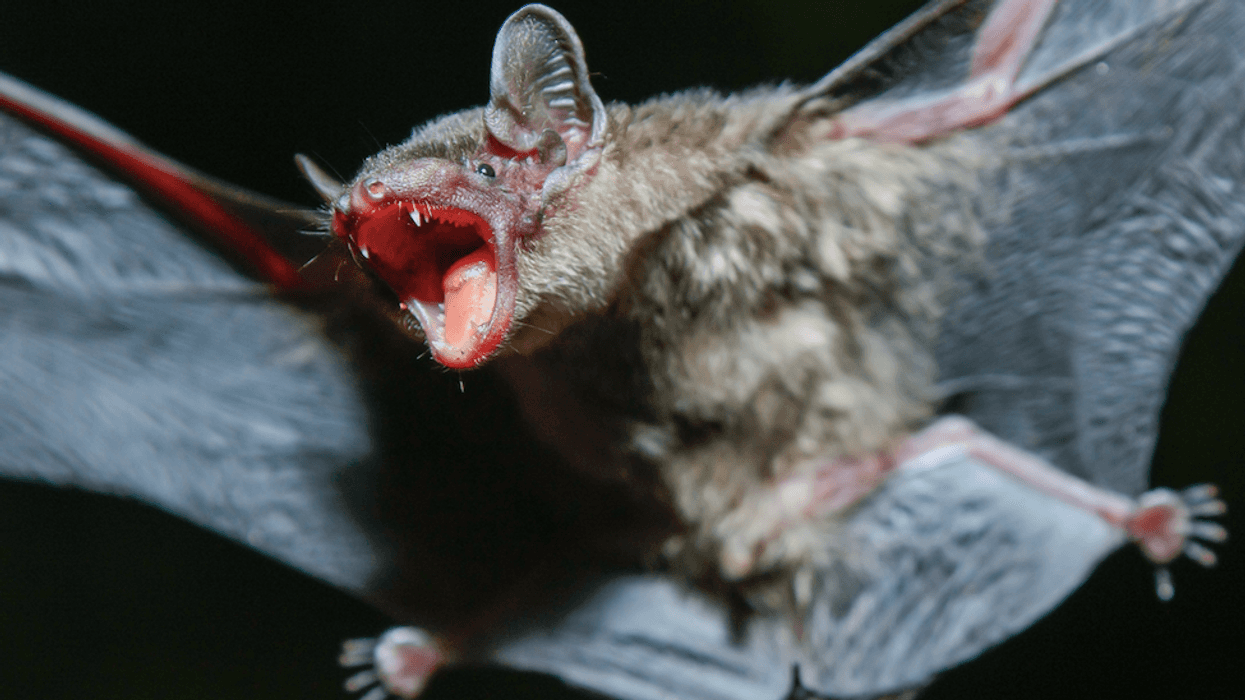 bat