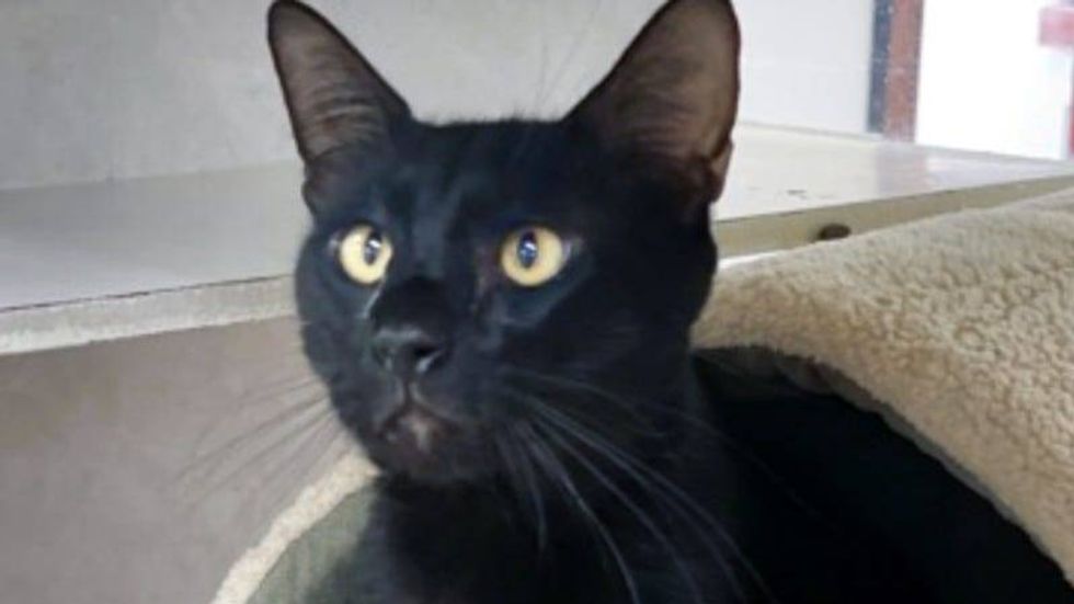Batman @ Austin Humane Society 8/23/23