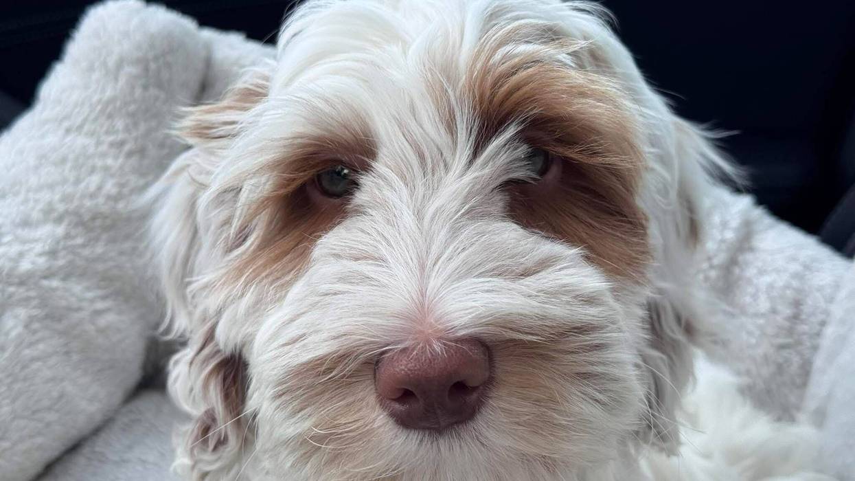Bauer the dog is home safe after being found on a freeway near Newark Airport