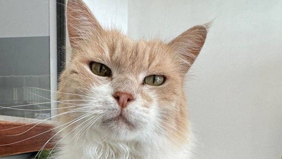 Baxter @ Austin Humane Society 5/15/24