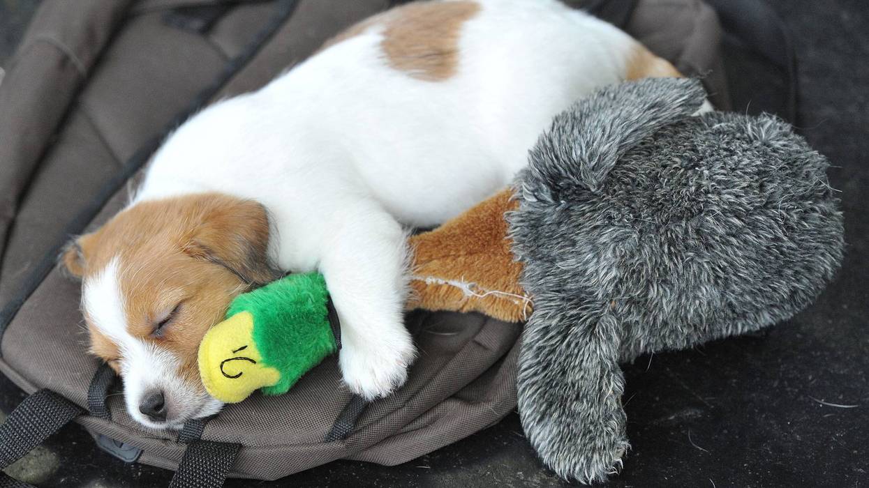 Be Well-Music for Dogs