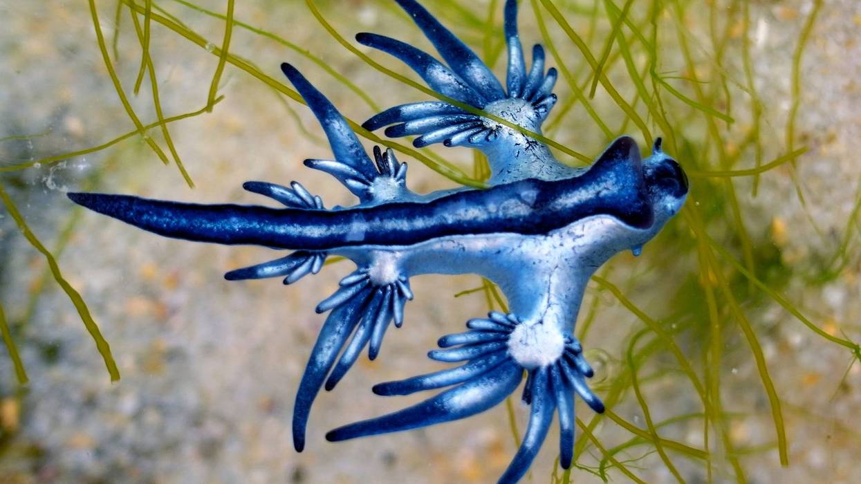 Beachgoers along the South Texas coast are being warned to look but absolutely not touch after dozens of rare, brilliantly colored sea slugs known as blue dragons washed ashore on North Padre Island and Mustang Island this week
