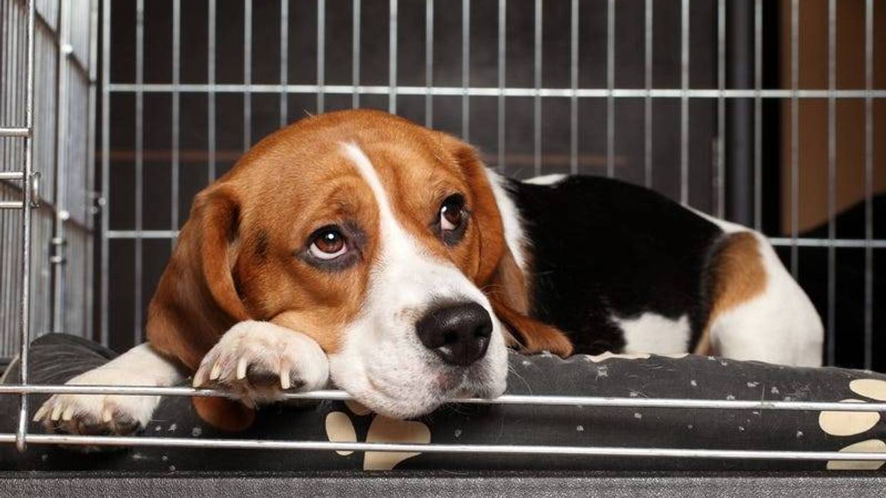 beagle in cage