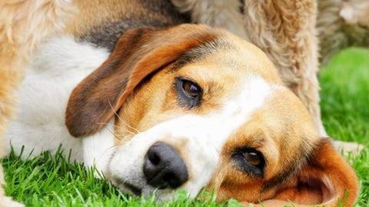 Beagle