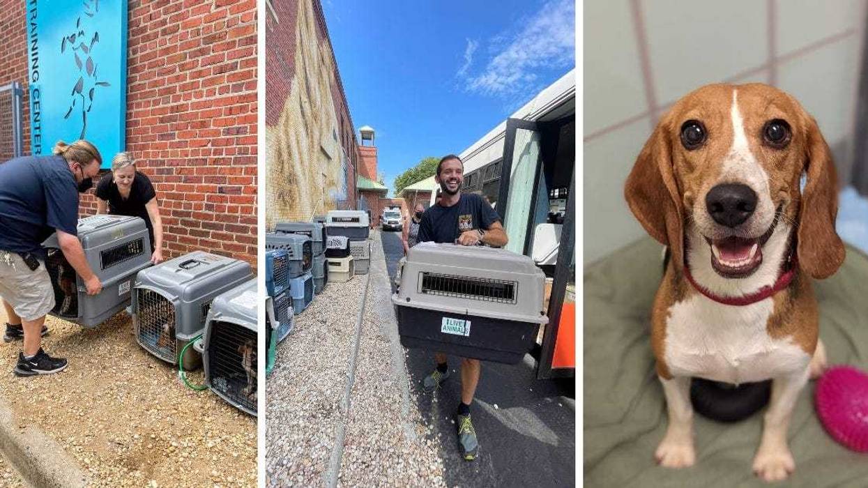 Beagles at Richmond SPCA