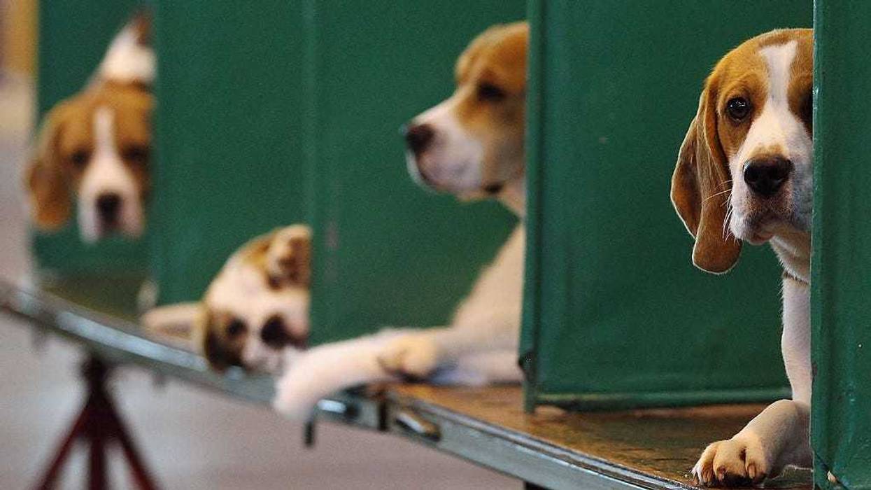 Beagles sit in their kennels on the fourth and final day of Crufts at the Birmingham NEC Arena on March 11, 2012 in Birmingham, England.