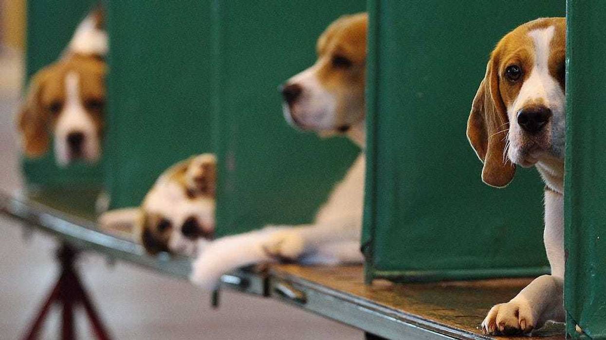 Beagles sit in their kennels on the fourth and final day of Crufts at the Birmingham NEC Arena on March 11, 2012 in Birmingham, England.