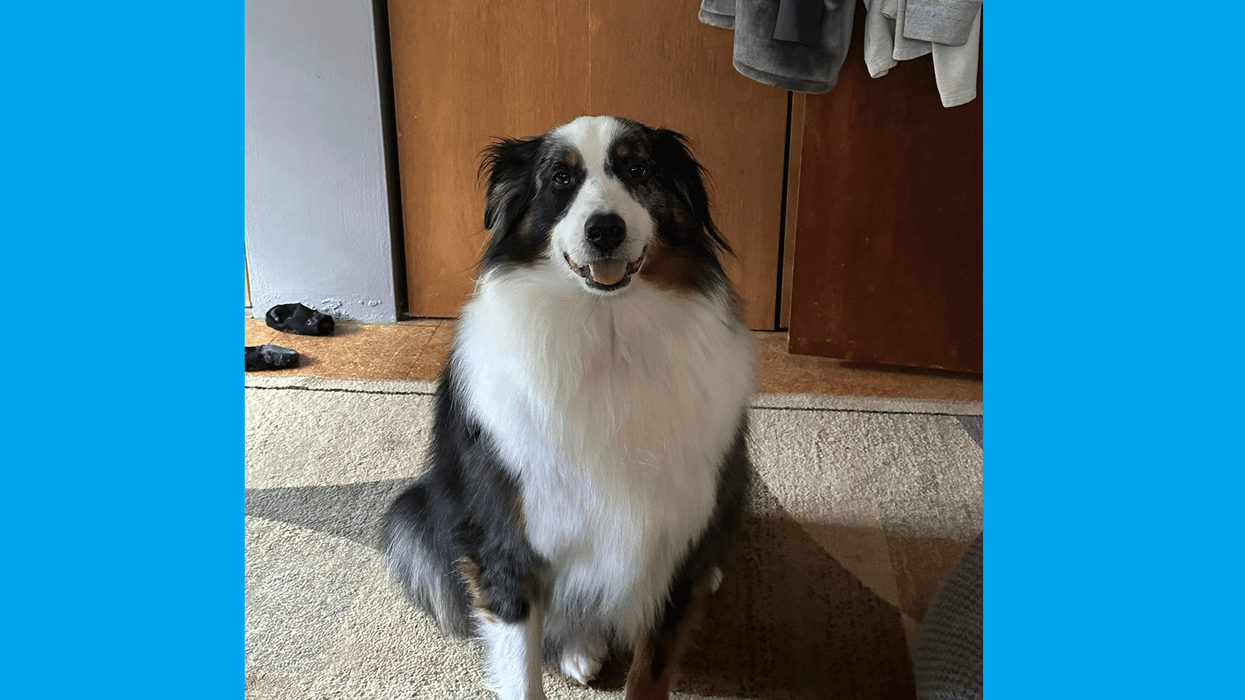 Search continues for local dog missing since December