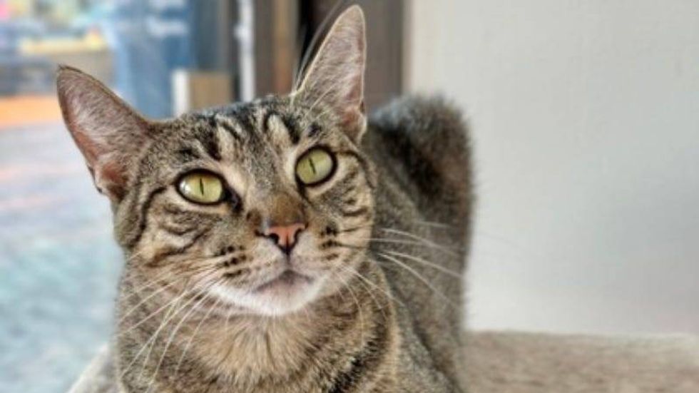 Beanie @ Austin Humane Society 5/29/24