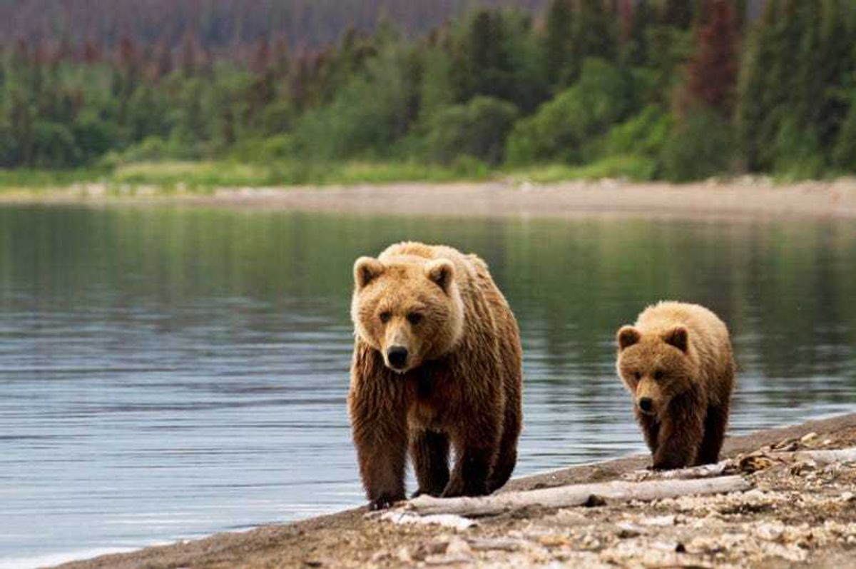 Bear_and_Cub