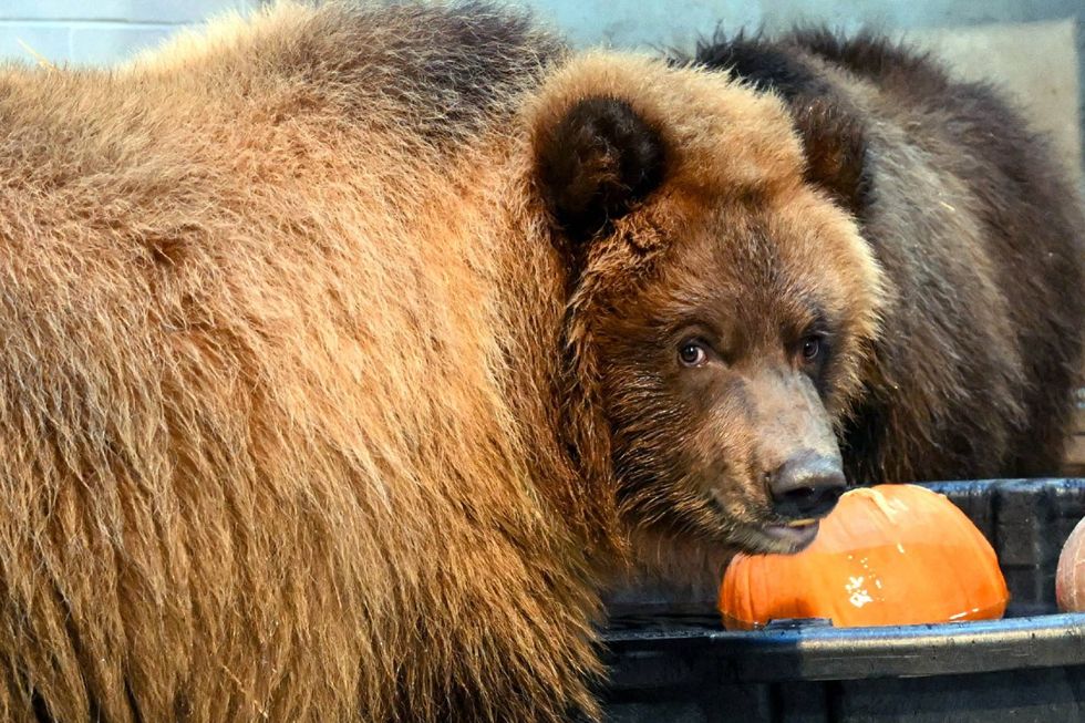 bear and pumpkin