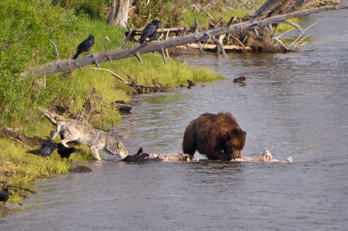 Bear and wolf eat dead bison at Yellowstone National Park.