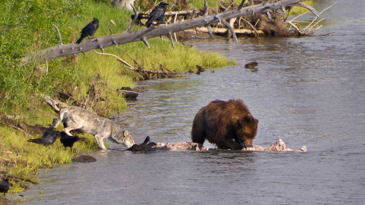 Bear and wolf eat dead bison at Yellowstone National Park.
