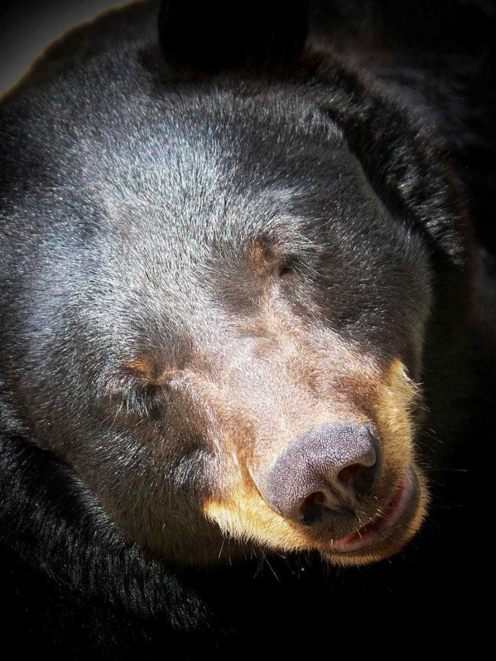 Bear at Lincoln Park Zoo