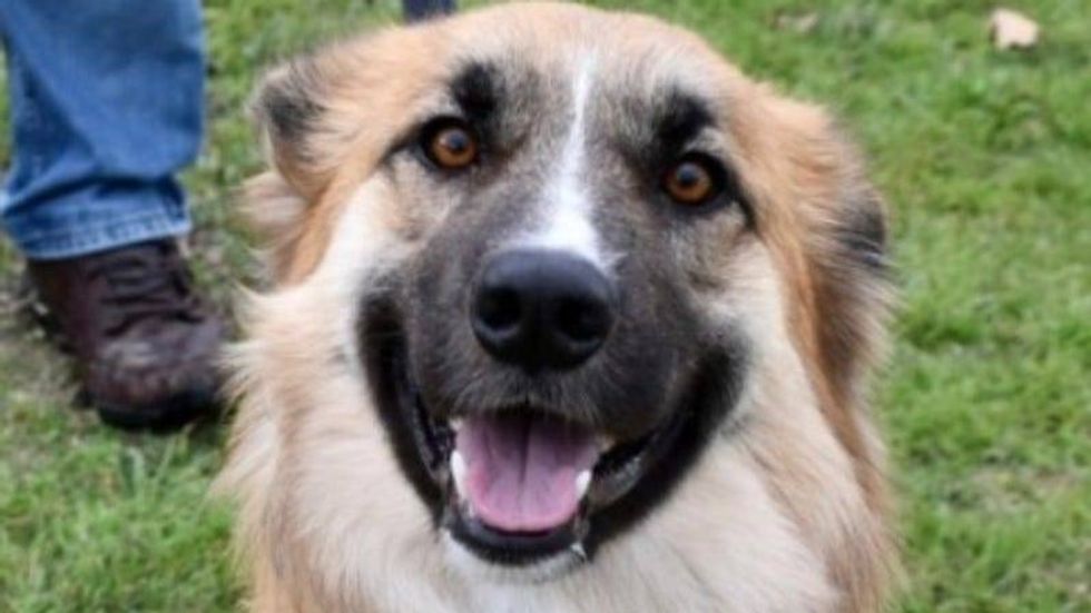 Bear @ Austin Humane Society 1/10/24