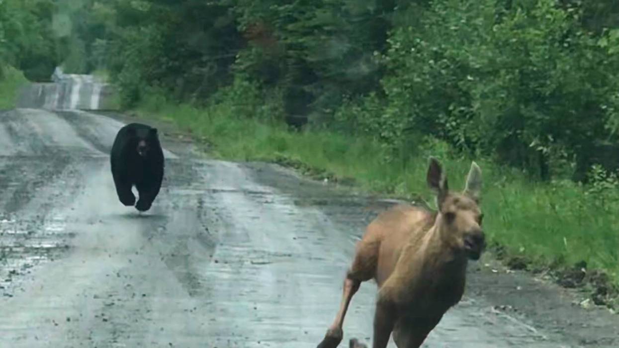 Bear Chases Moose