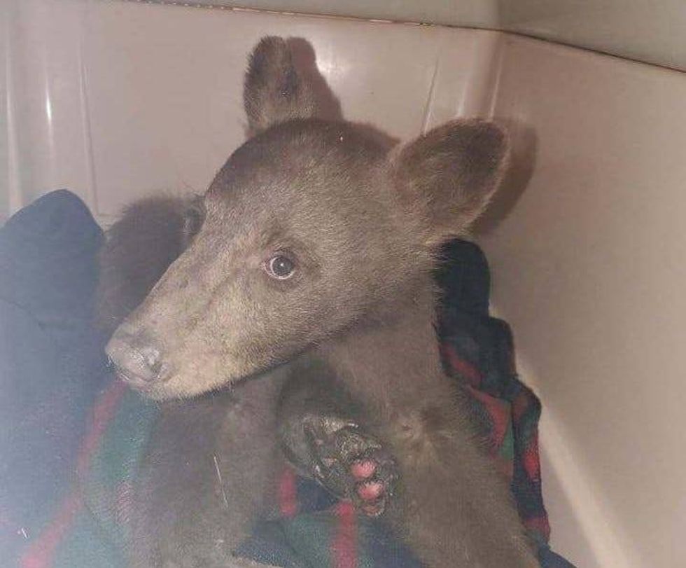 Bear cub "Tamarack" was rescued with burned paws near Lake Tahoe.