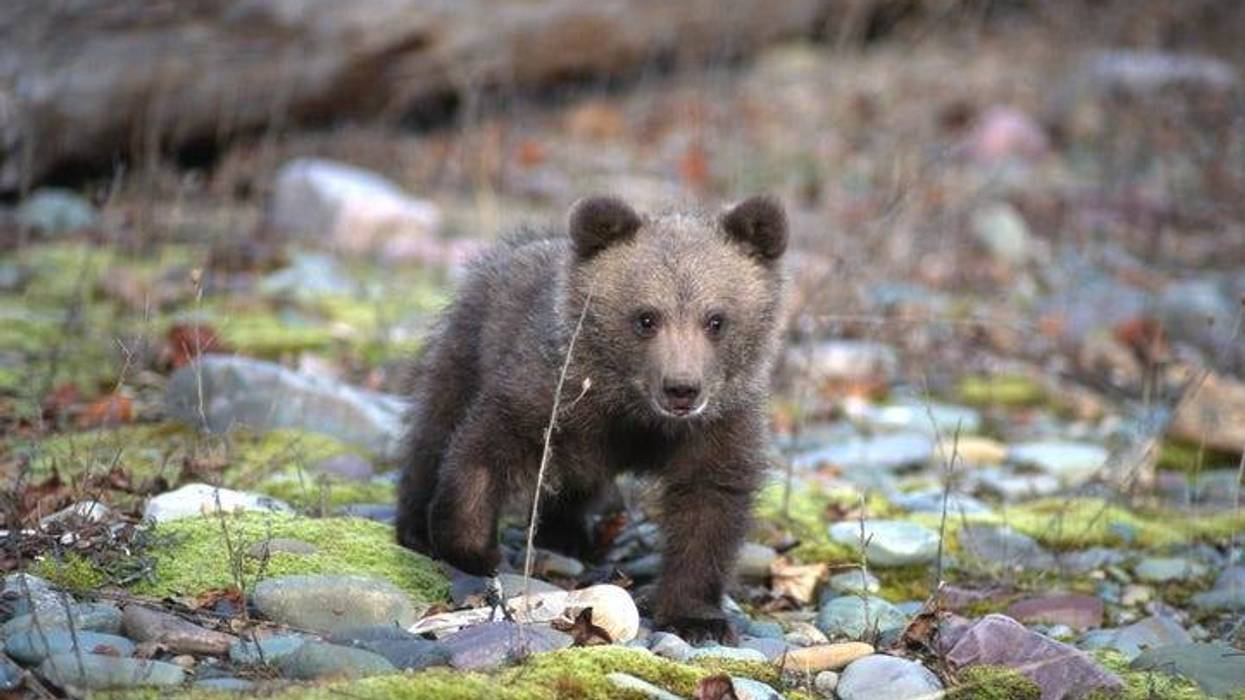 Bear Cub