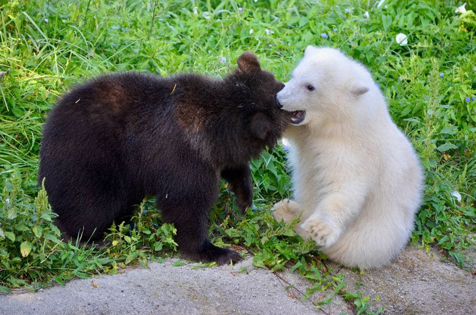 bear cubs at Detroit Zoo