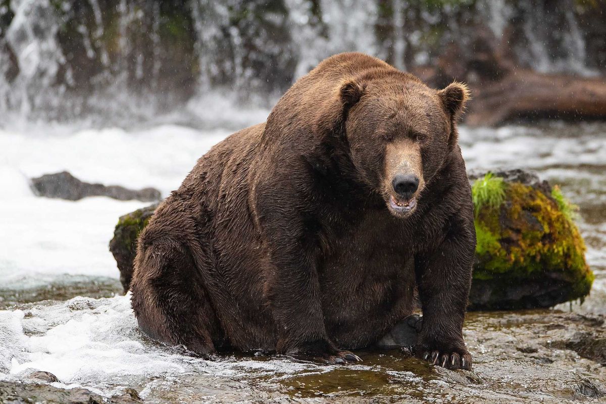 Bear fishing at Brooks Falls in Katmai National Park, Alaska