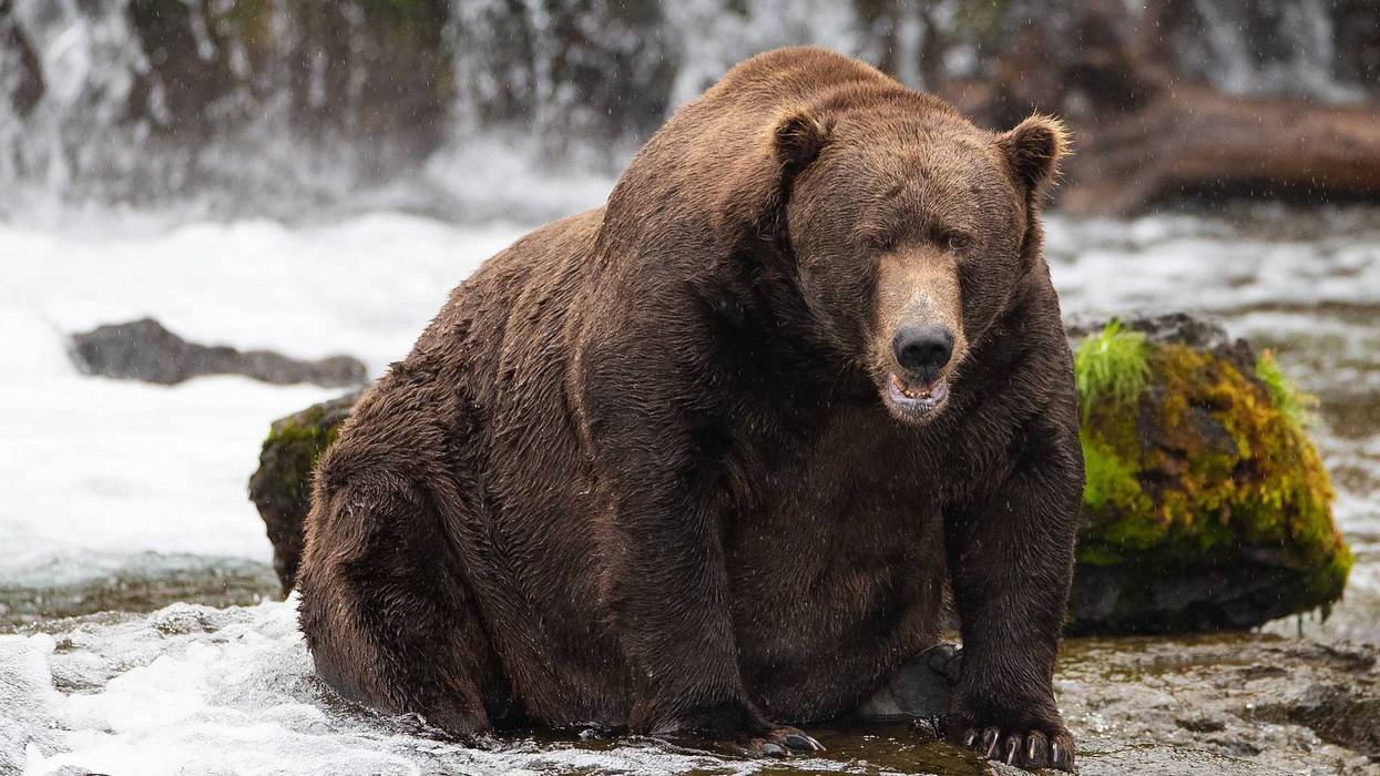 Bear fishing at Brooks Falls in Katmai National Park, Alaska