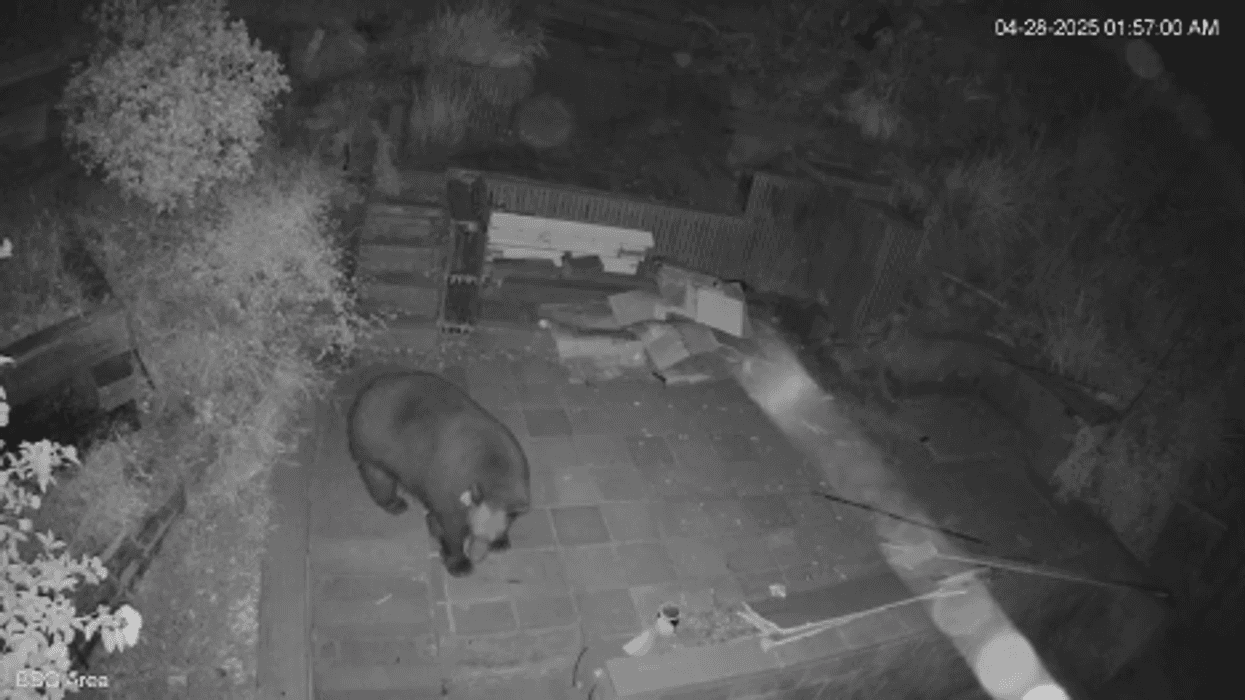 Bear in Burbank neighborhood