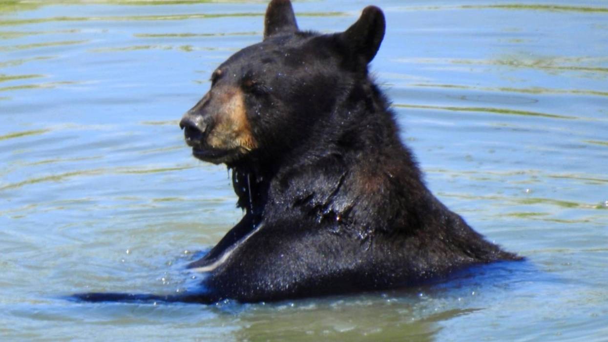 bear in water